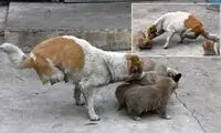عکس: سگ دو پا 4 قلو زایید!
