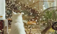 تبلیغات خلاقانه: دوئل جاروبرقی و گربه