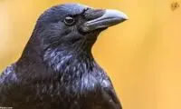 ترفند زیرکانه کلاغ برای نوشیدن آب داخل بطری