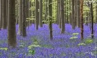 هالربوس؛ دریای آبی زنده در بلژیک