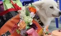 سگ وفادار با گرم کردن صاحبش او را نجات داد