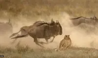 لقمه‌ای که از گلوی یوزپلنگ‌‌ها پائین نرفت