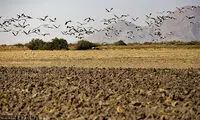خشک شدن دریاچه «بختگان»