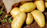 سیب‌زمینی تراریخته اوایل سال آینده مجوز می‌گیرد