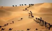 فستیوال شتر و شاهین در امارات! +عکس