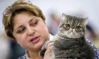 نمایشگاه زیبایی گربه ها در مسکو‎