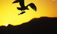 تصاویر دیدنی از حیات وحش هنگام غروب
