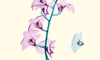 عکس: گلهایی از پرتو ایکس