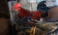 عکس: جنگ خروس‌ها، سرگرمی کشور فقیر