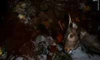 زنان شکارچی در ژاپن