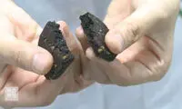 بیسکویت درست شده با حشرات! +عکس