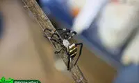 مسابقه عنکبوت سامورایی!
