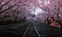 تصاویر زیبا از شکوفه های گیلاس در ژاپن