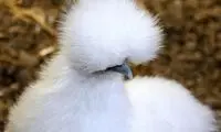 تصاویری از مرغ ابریشم چینی!