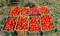 قیمت گوجه به ۴هزار تومان می‌رسد