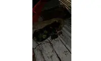 وقوع اتفاقی مشابه آسیه پناهی در عربستان