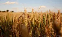 موش های وحشی زیبا و کوچک +عکس