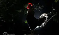 دوستی 20 ساله مرد و خروس