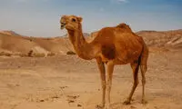جنگ هایی که به دلایل احمقانه آغاز شدند