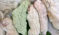 تولد سگ با موی سبز