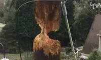 دارکوبی که تیربرق را تقریبا انداخت!