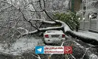 بسته شدن خیابان شریعتی در اثر سقوط درخت