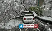 بسته شدن خیابان شریعتی در اثر سقوط درخت