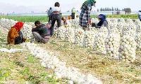ادعای تازه درباره دلیل دیپورت محصولات ایرانی