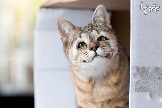 بچه گربه هایی که بدون پلک متولد شدند