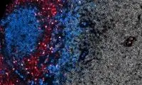 بهبود ایمنی درمانی سرطان با یک واکسن