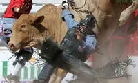 رام کردن اسب و گاو وحشی