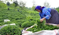 چیدن درد؛ هر وعده ٥٠ هزار تومان!