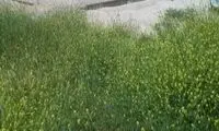 «تخت جمشید» سبز شد! +عکس