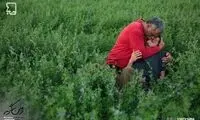 سریال «زمین گرم» امشب پخش نمی‌شود