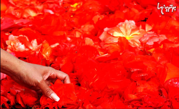ساخت فرش ۱۸۰۰ متری گل با الهام از نقوش مکزیکی