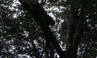 «زن بیوه‌ کن» عجیبی در جنگل +عکس