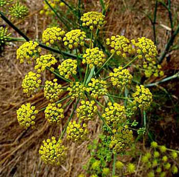 خواص معجزه آسای رازیانه