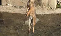 دار زدن شغال در املش! +عکس