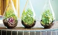 چگونه یک تراریوم بسازیم؟