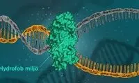نیروی جدیدی که باعث ثبات DNA می‌شود