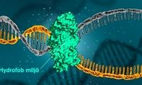 نیروی جدیدی که باعث ثبات DNA می‌شود