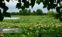 لوتوس هندی در آب بندان «اجاک سر»