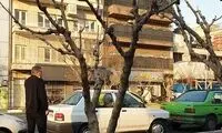 ماجرای موش‌های پرنده در خیابان طالقانی چه بود؟