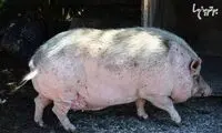 حقایق جالبی از گوشه و کنار دنیا که نمی‌دانستید