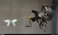 جنگ عقاب‌ها و پهپادها در انگلیس