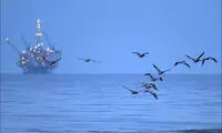 فاجعه زیست محیطی در ساحل کالیفرنیا