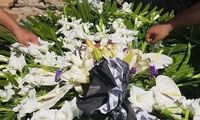 پیکر فرزانه معصومیان در خاک آرام گرفت