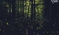 راز کرم های شب تاب سنکرون