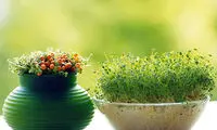 سفره هفت‌سین و فلسفه ماهی عید