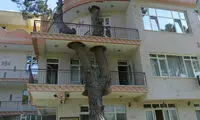 تصاویری از احترام به طبیعت در معماری